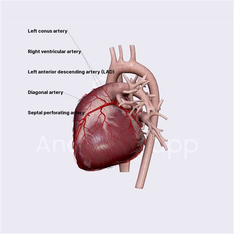 Left anterior descending artery (LAD) | External anatomy of the heart | Thorax | Anatomy.app ...