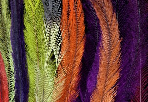 Colored Rhea Feathers Photograph by Darrell Gulin - Fine Art America