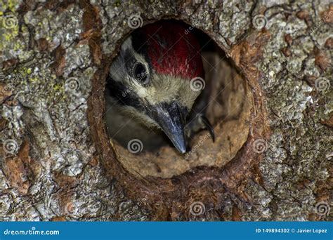 A Baby Woodpecker Inside the Tree Hole Nest Stock Photo - Image of life, curious: 149894302