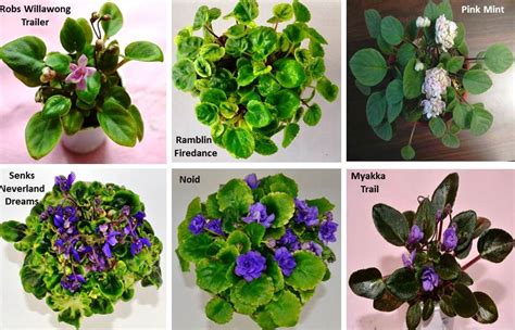 What are the Different Types of African Violet Plants? – Baby Violets