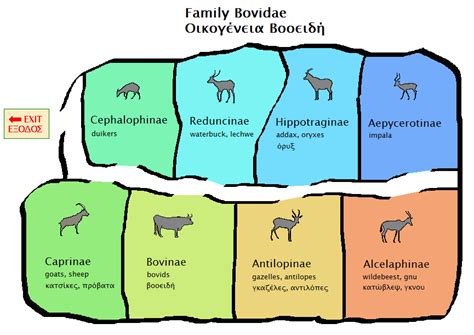 Bovidae