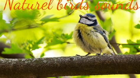 Natural birds sounds. - YouTube