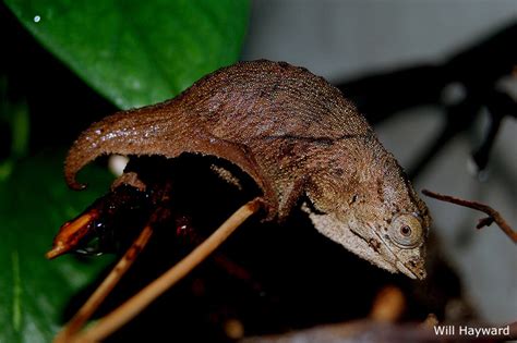 Pygmy Chameleon | Chameleon Forums