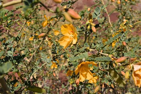 Some plants from the Gibson Desert Nature Reserve