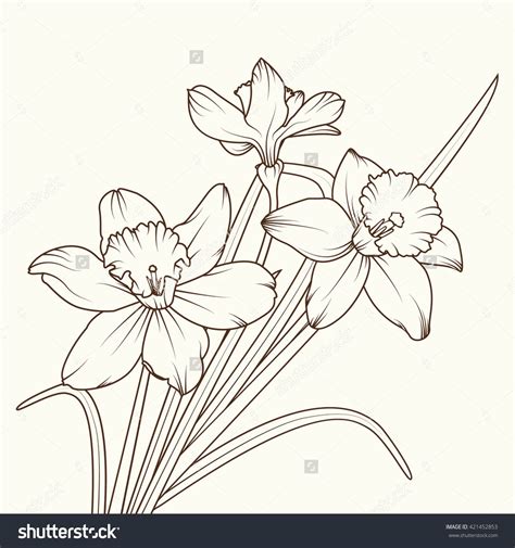 Narcissus Isolated Brown On Beige Background. Spring Flowers Vector Illustration. - 421452853 ...