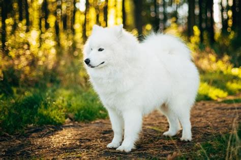 88+ Japanese Spitz Samoyed Corgi Mix - l2sanpiero