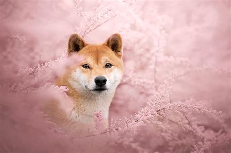 Dogs, Shiba Inu, HD wallpaper | Peakpx