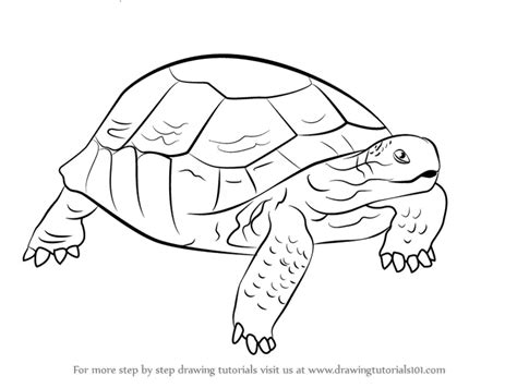 Step by Step How to Draw a Desert Tortoise : DrawingTutorials101.com