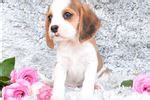 Beaglier Puppies for Sale from Reputable Dog Breeders