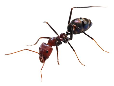 Ant Free Transparent Image HQ Transparent HQ PNG Download | FreePNGimg