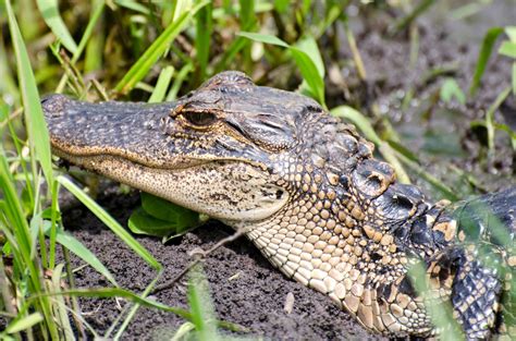 Urban Wildlife Guide: Florida Wildlife