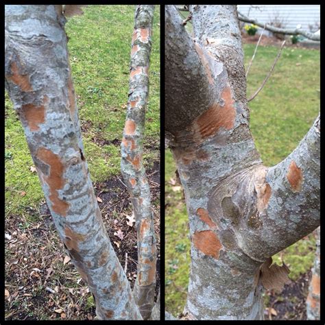 Dogwood Tree Bark Diseases Pictures - Fight for This