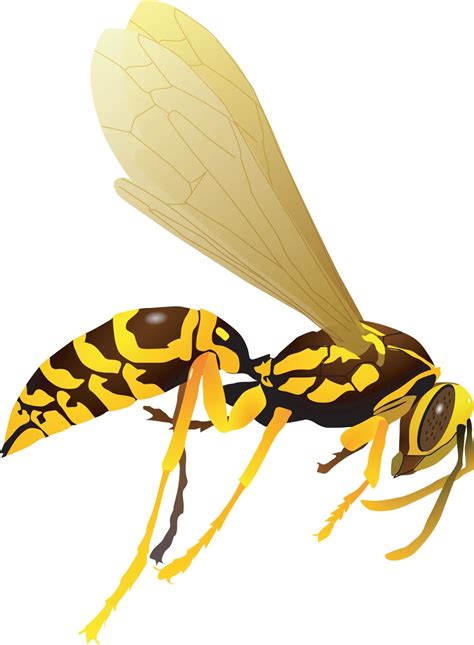 Wasp type clipart 20 free Cliparts | Download images on Clipground 2023