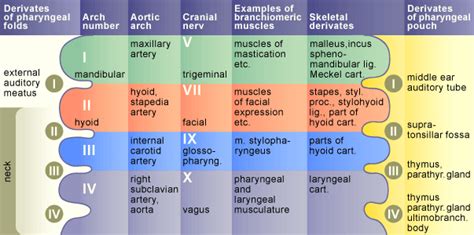 Branchial Arches Mnemonics usmle step 1 - USMLE MATERIALS | Updated USMLE Study Data