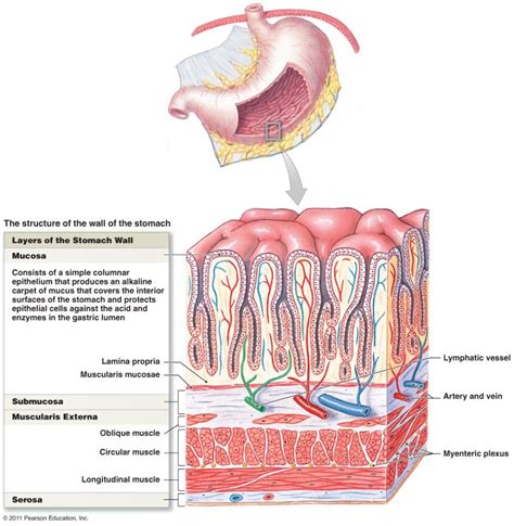 Anatomy Of Colon Wall Human Free Microscopic Detail Example Close View ...