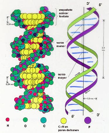 ko792daci: estructura del adn