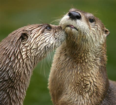 River Otter Rehabilitation in Missouri | Missouri's Natural Heritage | Washington University in ...