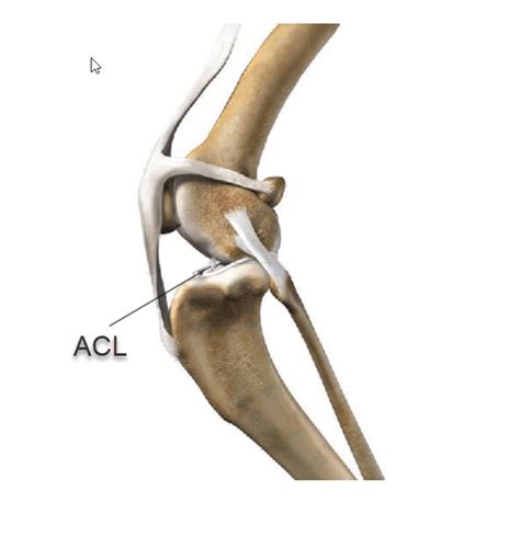 Dog ACL Surgery: What to Expect | The Balanced Dog