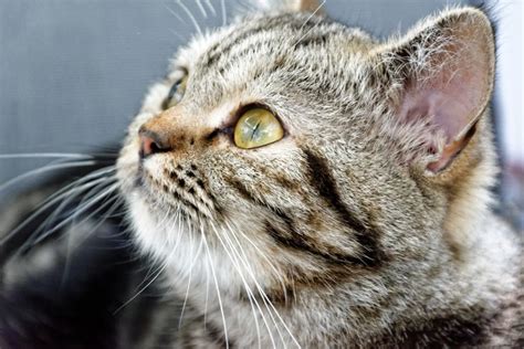 Cat Skin Rash: Recognizing the Signs | Canna-Pet®