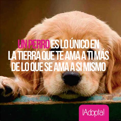 Pin de Carolina Fonseca en "Guau,guau, Miau,Miau.....!" | Perros frases ...