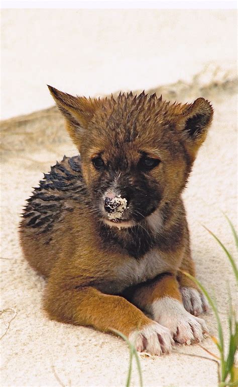 Dingo - Fraser island, Queensland #australiawildlife | Australian animals, Wild dogs, Cute animals