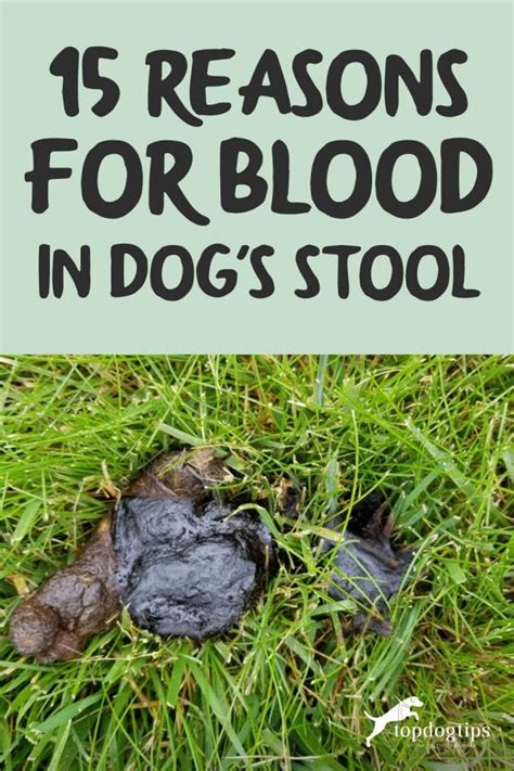 15 Reasons for Blood in Dog's Stool and What You Can Do About It