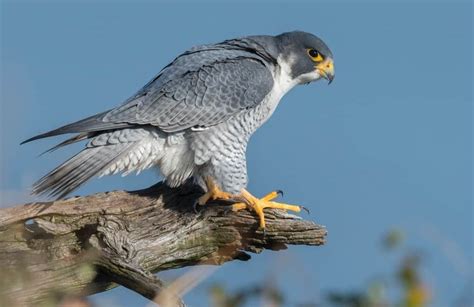 8 Falcons in Texas: Pictures and ID Guide