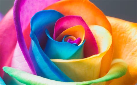 Rainbow Roses Wallpaper (48+ images)