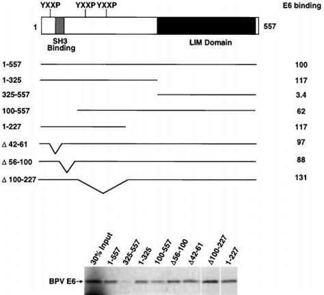 The N-terminal half of paxillin contains multiple E6 binding sites. A... | Download Scientific ...