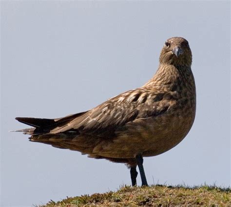 Great Skua - BirdWatch Ireland