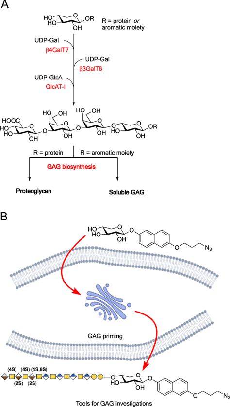 (a) Biosynthesis of the linker tetrasaccharide of HS and CS/DS from a... | Download Scientific ...