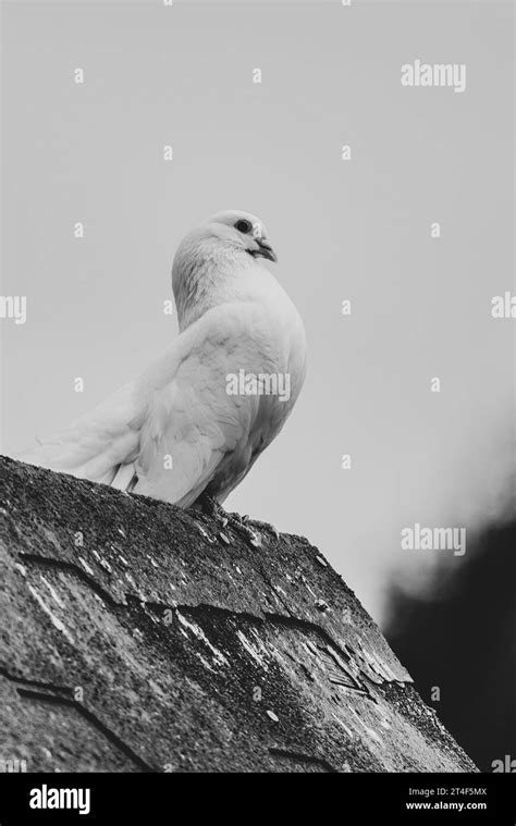 White dove bird sitting on the roof of the farm. Black and white ...