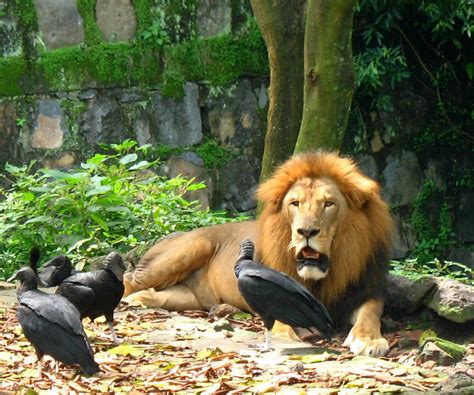 Los animales del zoologico - Imagui