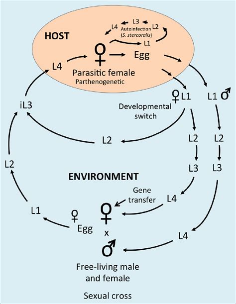 Schematic of the life cycle of Strongyloides spp. For the genus... | Download Scientific Diagram