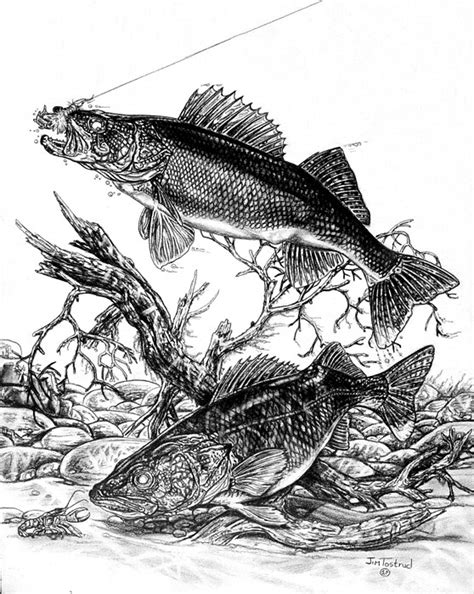 web-walleye-drawing | Pencil drawings of Walleye's from Jim … | Flickr