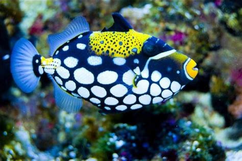 Clown Triggerfish Facts, Habitat, Diet, Life Cycle, Baby, Pictures