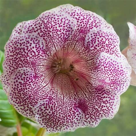 Gloxinia Plant Care – Your Indoor Gloxinia Guide | Indoor Gardening