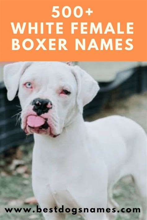 White Female Boxer Dog Names | Female boxer dog, Boxer dog names, Boxer dogs