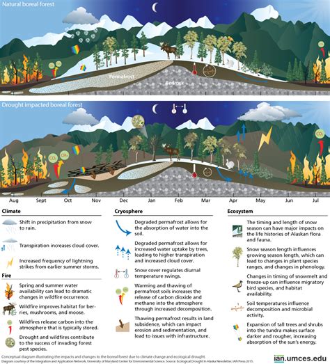 The impacts and changes to the boreal forest due to climate change and ecological drought ...