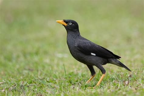 Javan Myna – Birds of Singapore