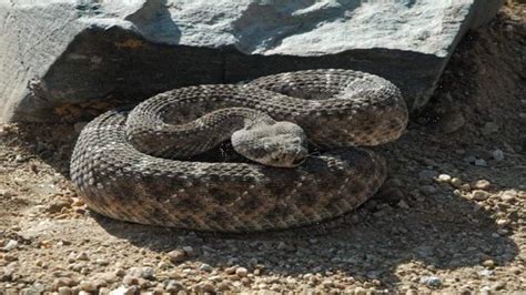 Hiker dies after rattlesnake bite in Colorado