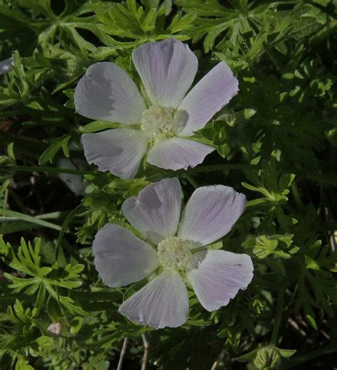 CAA03980a | Plains Poppy Mallow west of Eden, TX 100426. Cal… | Flickr