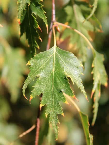 Cutleaf Weeping Birch - Grasshopper Gardens