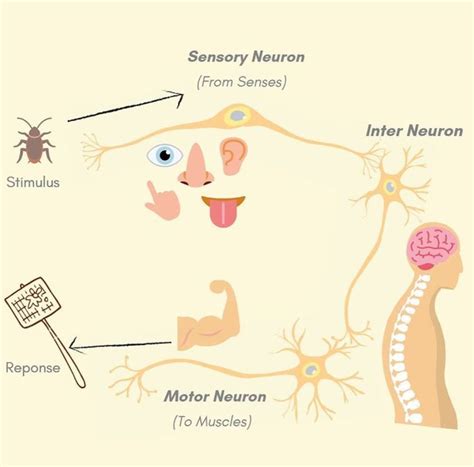 Functioning of neurons | Psychology