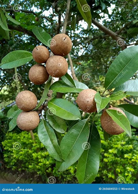 Chiku Fruits Tree in Agriculture Stock Image - Image of fruit, sapota ...