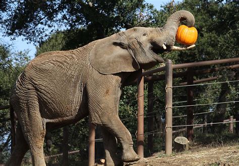 An African Elephant at the Oakland Zoo enjoys a pumpkin treat | Oakland zoo, Zoo animals, Animals