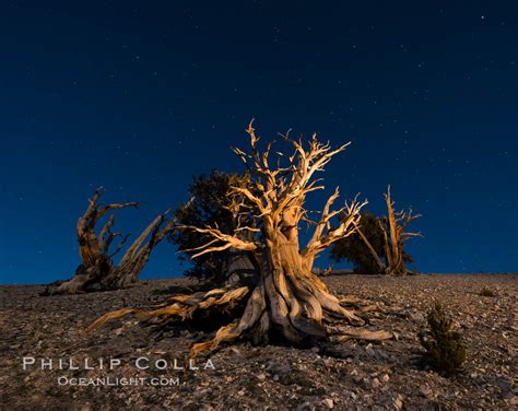 Ancient bristlecone pine trees at night, Pinus longaeva, White Mountains Inyo National Forest ...