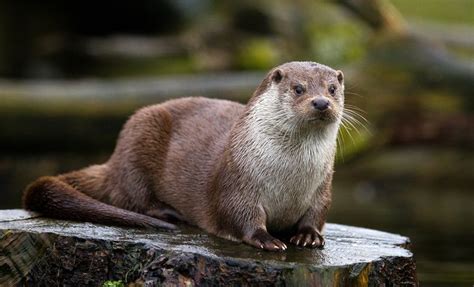 Der Fischotter ist Tier des Jahres 2021 - wissenschaft.de