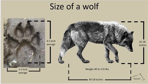 Gray Wolves Habitat Facts