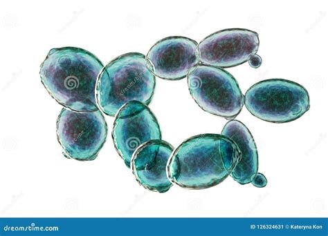 Saccharomyces Cerevisiae Yeast Budding Cell Under The Light Microscope ...